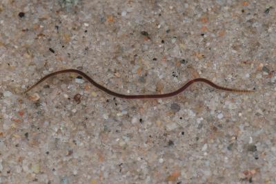 Lumbriculus variegatus worm Lumbriculus variegatus worm